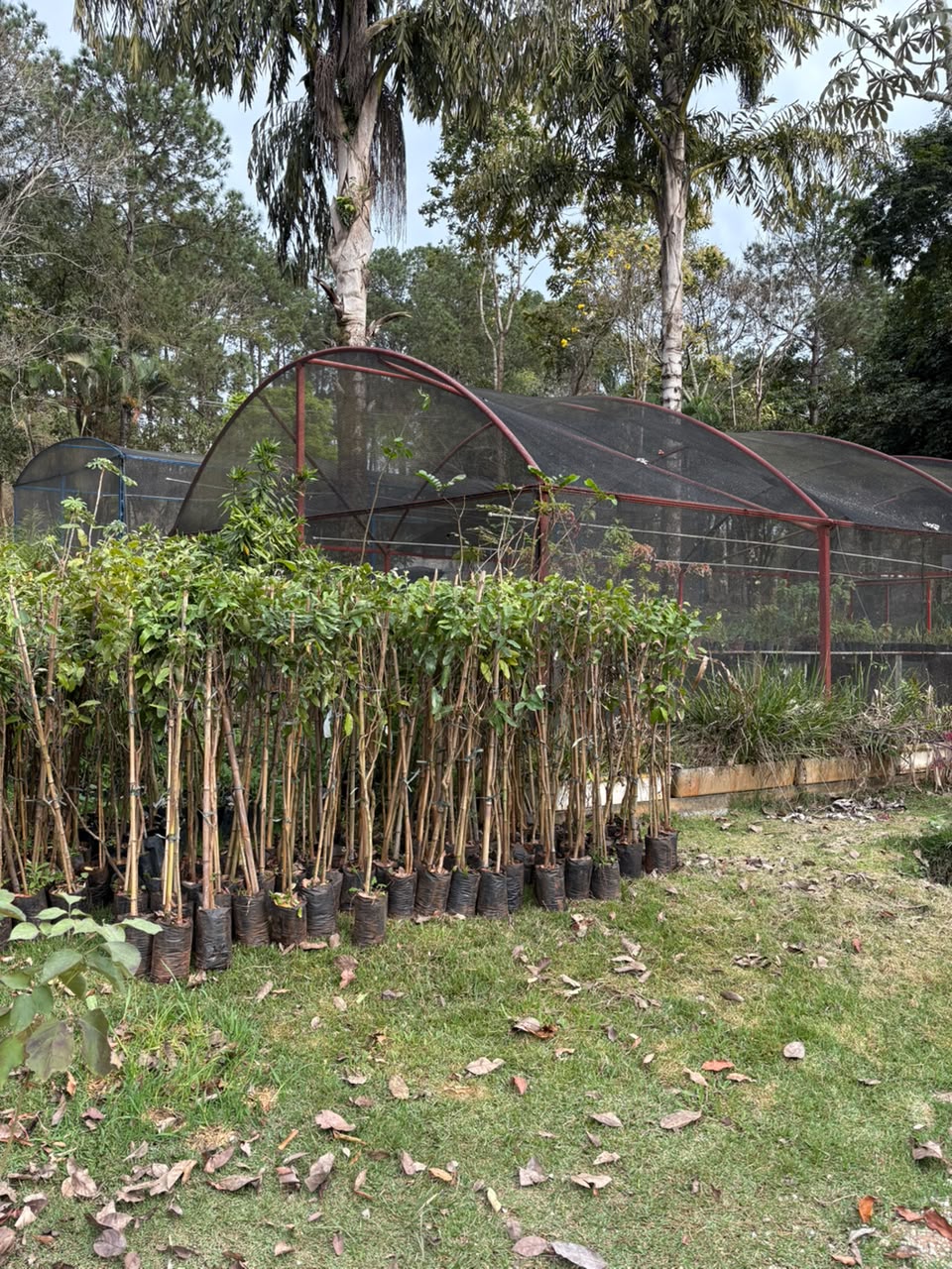 Projeto de reflorestamento Garden Delivery